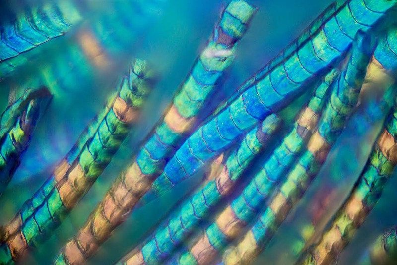 Illustration for article titled Amazing Photographs Capture the Microscopic Iridescence of Peacock Feathers
